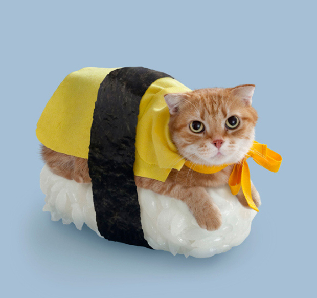 gato-sushi-japonshop018 - Houdinis