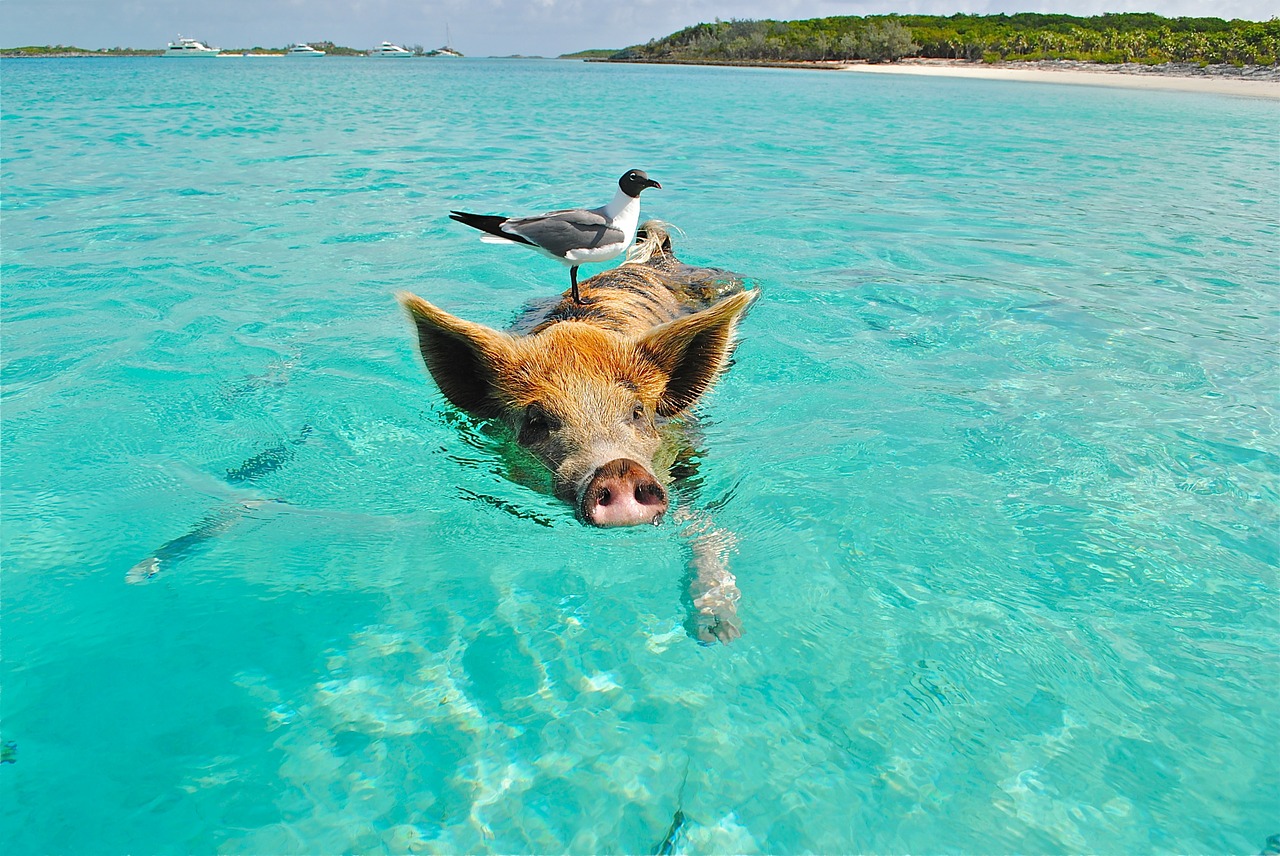 La playa de Bahamas donde nadar con cerditos - Houdinis
